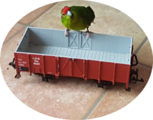 Das ist der Beweis: Auch Vögel interessieren sich für Modellbahn-Fahrzeuge